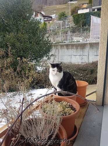 luna%20topfpflanze